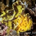 scorpionfish_leaf_sr_beqa_h_0029_fij0035.jpg